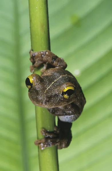 Tree frog op stam — Stockfoto