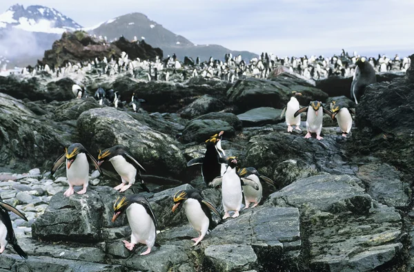 Large colony of Penguins on rocks — Stock Photo, Image