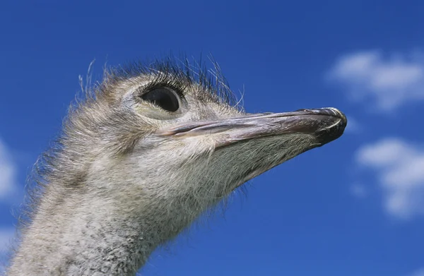 Testa di struzzo — Foto Stock