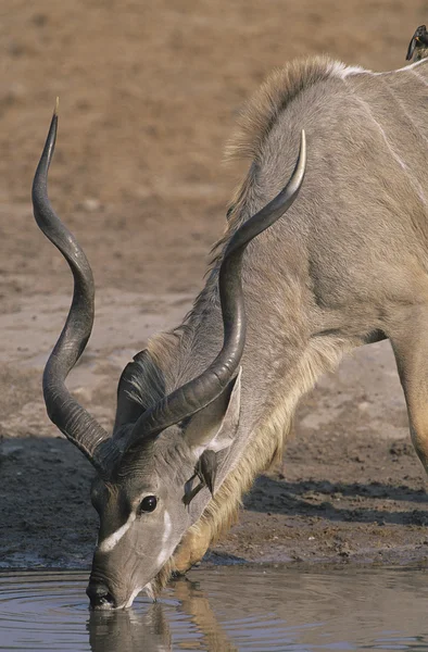 Antelope drinking from pond — Stock Photo, Image