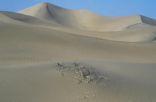 Roots in sand dune — Stock Photo, Image