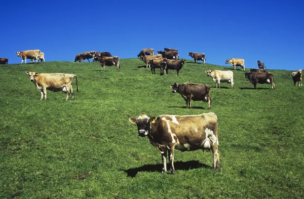 Коровы в поле на холме — стоковое фото
