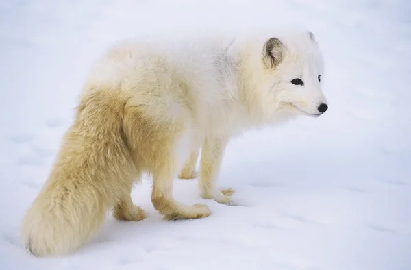 Raposa ártica na neve — Fotografia de Stock