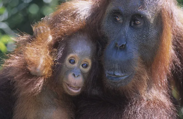 Orangutan abbracciare i giovani — Foto Stock