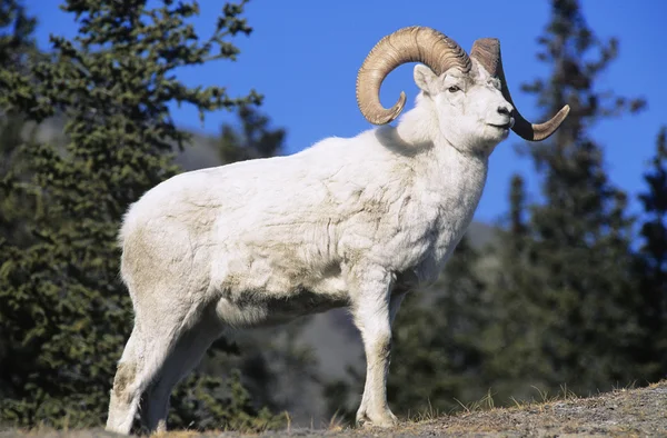 Bergget nära skogen — Stockfoto