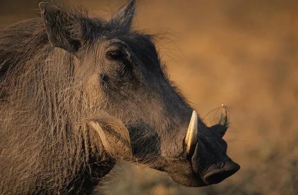 Warzenschwein — Stockfoto