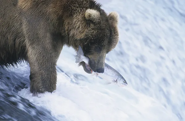 Urso Grizzly captura salmão — Fotografia de Stock