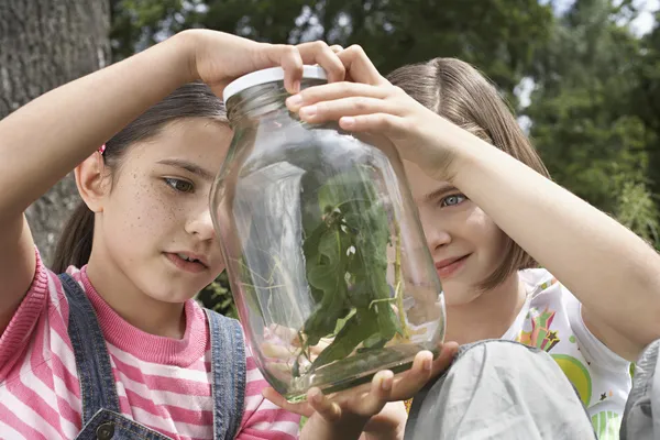 Meninas examinando Mantis em Jar — Fotografia de Stock