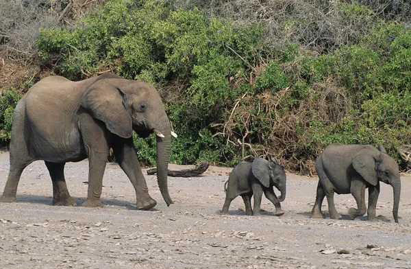 Drie Afrikaanse olifanten — Stockfoto