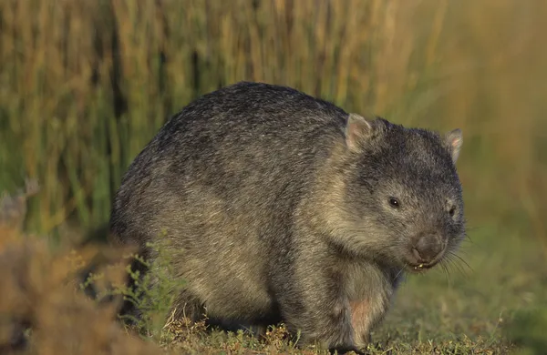Wombat in field — Stock Photo, Image