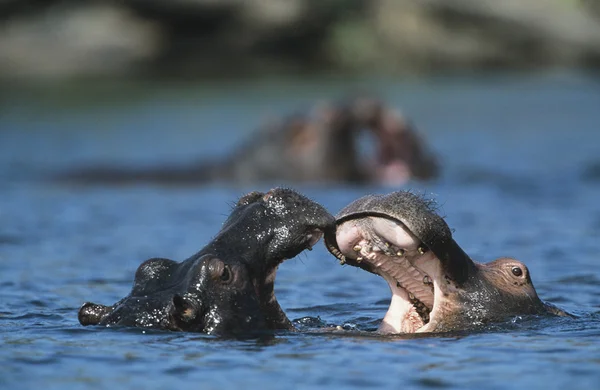 Due bagni di Ippopotami nella pozza d'acqua — Foto Stock