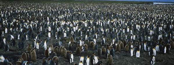 Grande colônia de pinguins — Fotografia de Stock