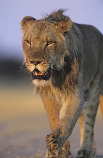 Lev procházky — Stock fotografie