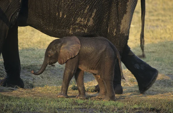 Elefante africano con madre sulla savana — Foto Stock