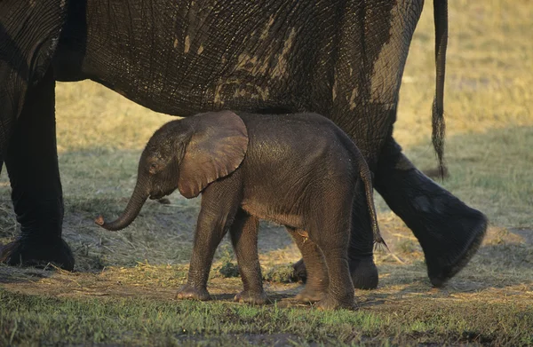 Éléphant d'Afrique avec mère sur savane — Photo