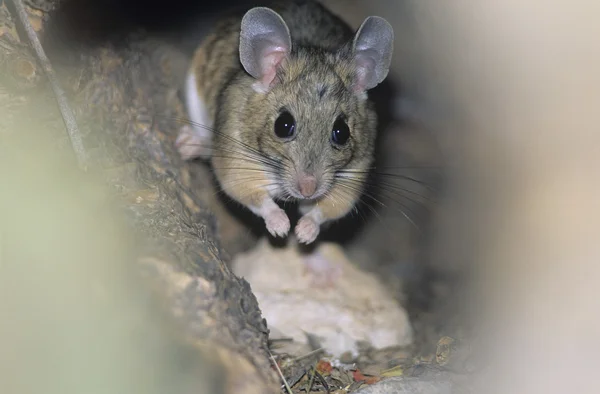 Rato na floresta — Fotografia de Stock