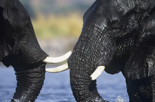 Afrikanska elefanter bad vid vattenhål — Stockfoto
