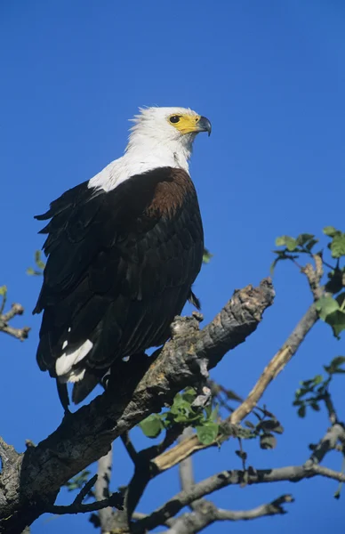 Sea Eagle perched in tree — Stock Photo, Image