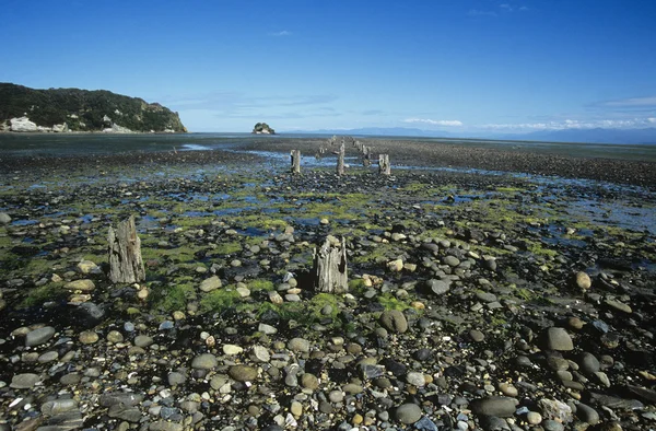 Stumps on stone beach — Stock Photo, Image