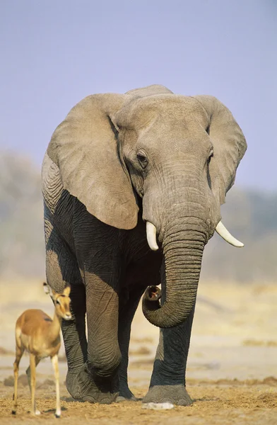 Afrikanischer Elefant und Gazelle in der Savanne — Stockfoto