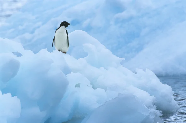 Pinguïn op ijsberg — Stockfoto