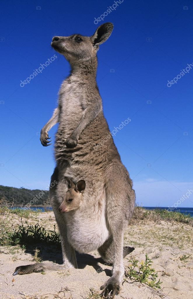 カンガルー写真素材 ロイヤリティフリーカンガルー画像 Depositphotos