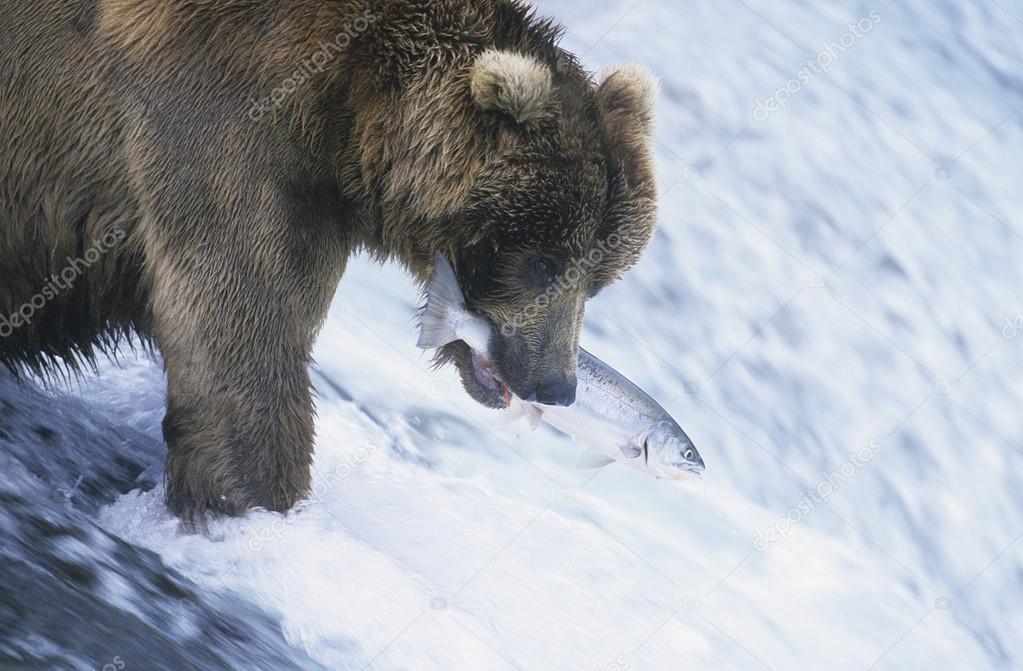 Grizzly Bear catching Salmon