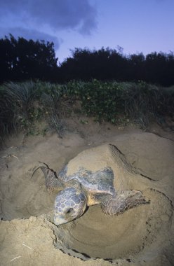 Leatherback Turtle nesting on beach clipart