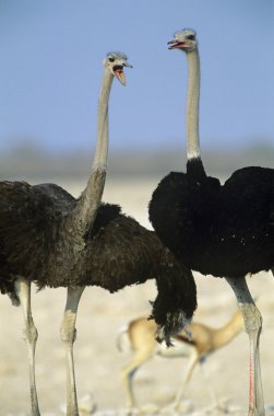 Devekuşları dans