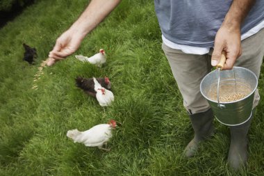 adamın bahçesinde tavuk besleme