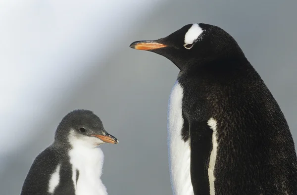 Pingüino juvenil con madre —  Fotos de Stock