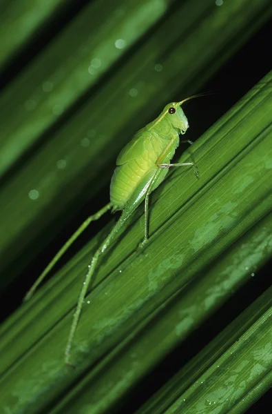 Cavalletta verde sulle pulci — Foto Stock