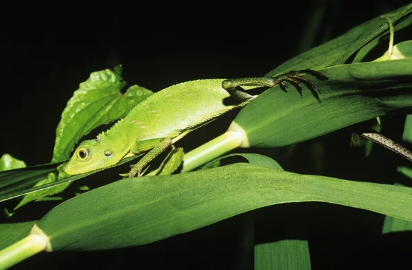 Lagarto verde entre hojas — Foto de Stock