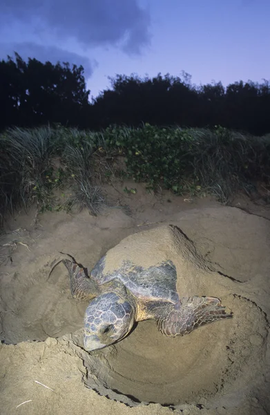 Żółw skórzasty gniazdowania na plaży — Zdjęcie stockowe