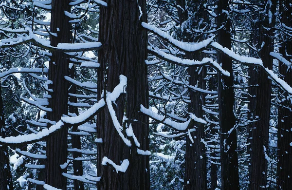Árboles cubiertos de nieve en el bosque —  Fotos de Stock
