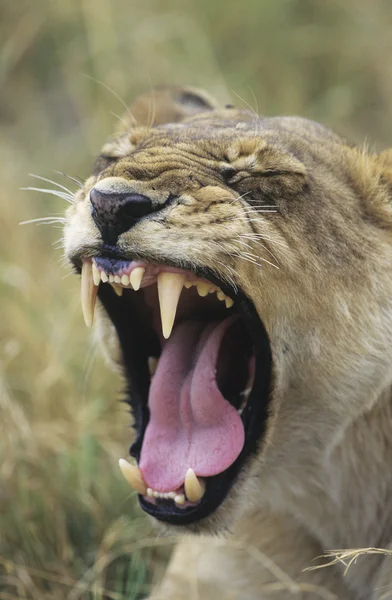 Lioness yawning — Stock Photo, Image