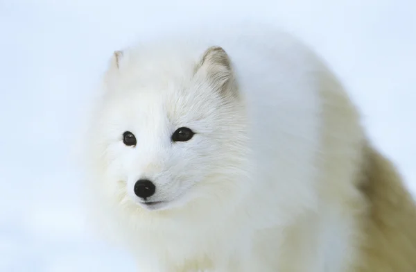 北极狐在雪地里 — 图库照片