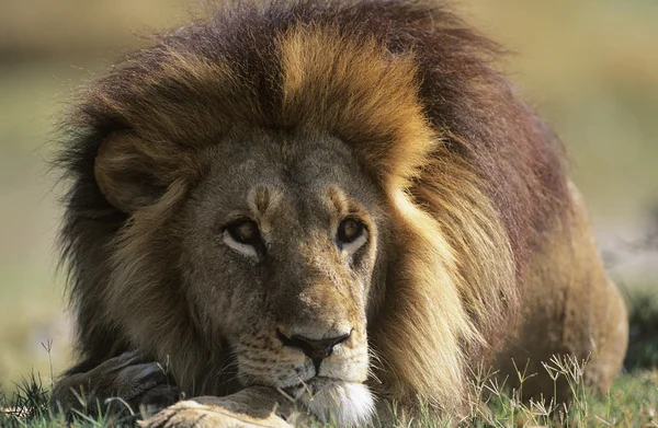 Leão macho deitado na savana — Fotografia de Stock