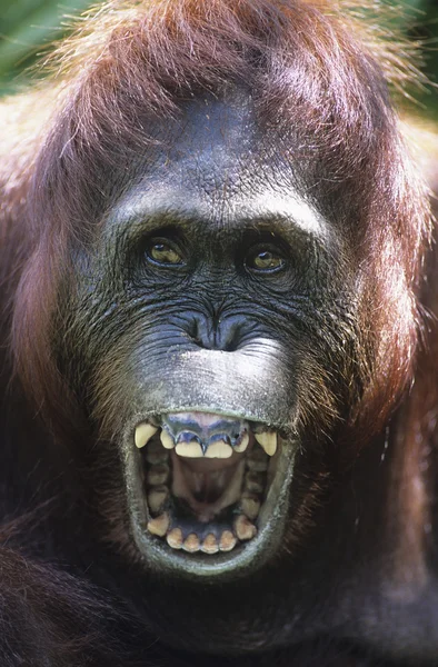 Orangután colgado en los árboles —  Fotos de Stock