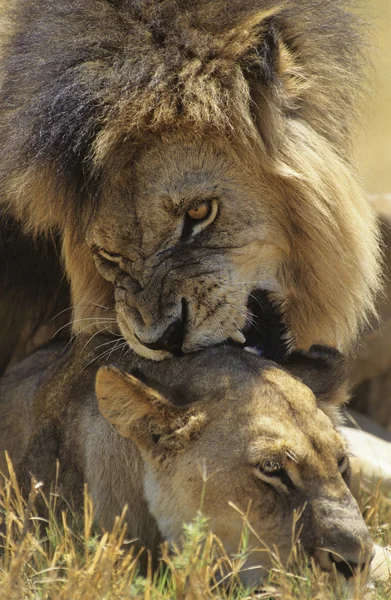 Leone maschio leonessa mordente sulla savana — Foto Stock