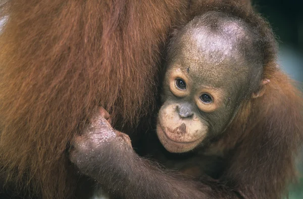 Orangutan embracing mother — Stock Photo, Image