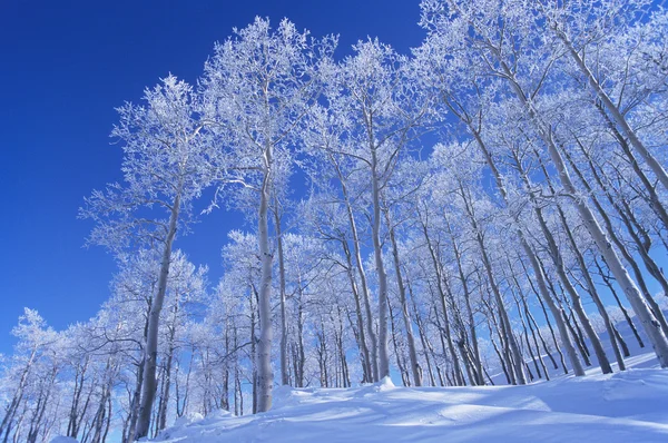 冻结的雪覆盖的树木 — 图库照片