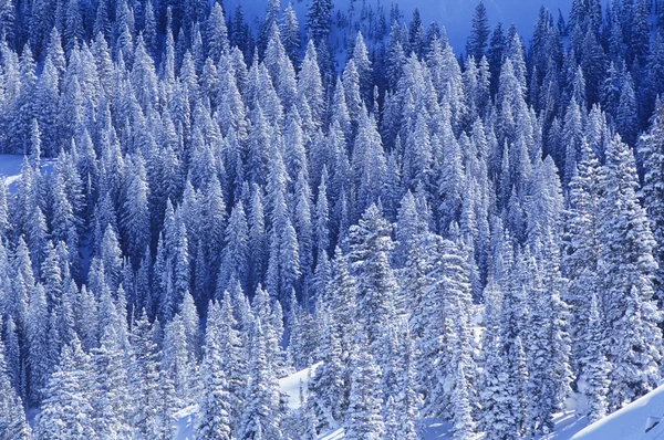 在雪地里的松树 — 图库照片