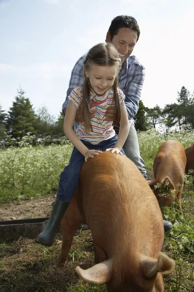 Girl Ride on Pig — Stock Photo, Image