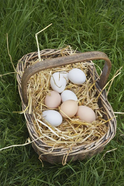 Eggs in basket — Stock Photo, Image