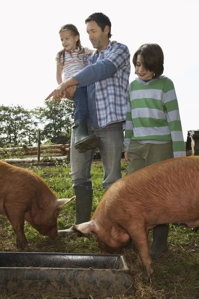 Family Feeding Pigs — Stock Photo, Image