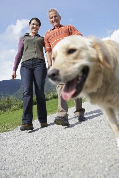 Para spacerująca z złoty pies myśliwski — Zdjęcie stockowe
