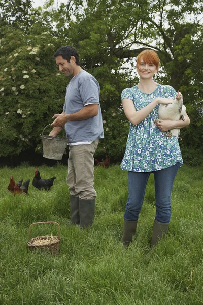Casal de alimentação de galinhas — Fotografia de Stock