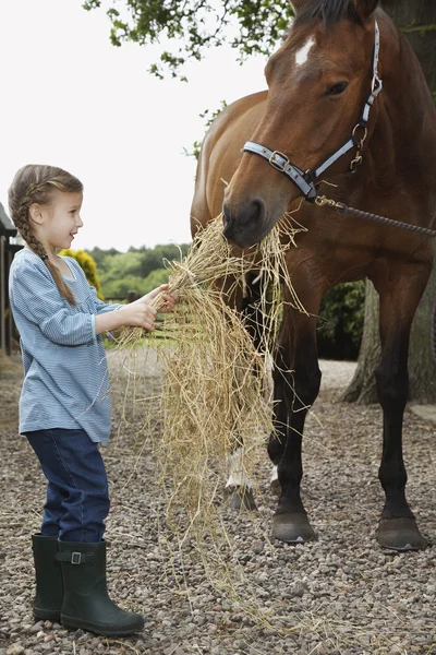 Девочка, кормящая лошадь — стоковое фото