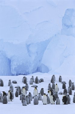 İmparator Penguen